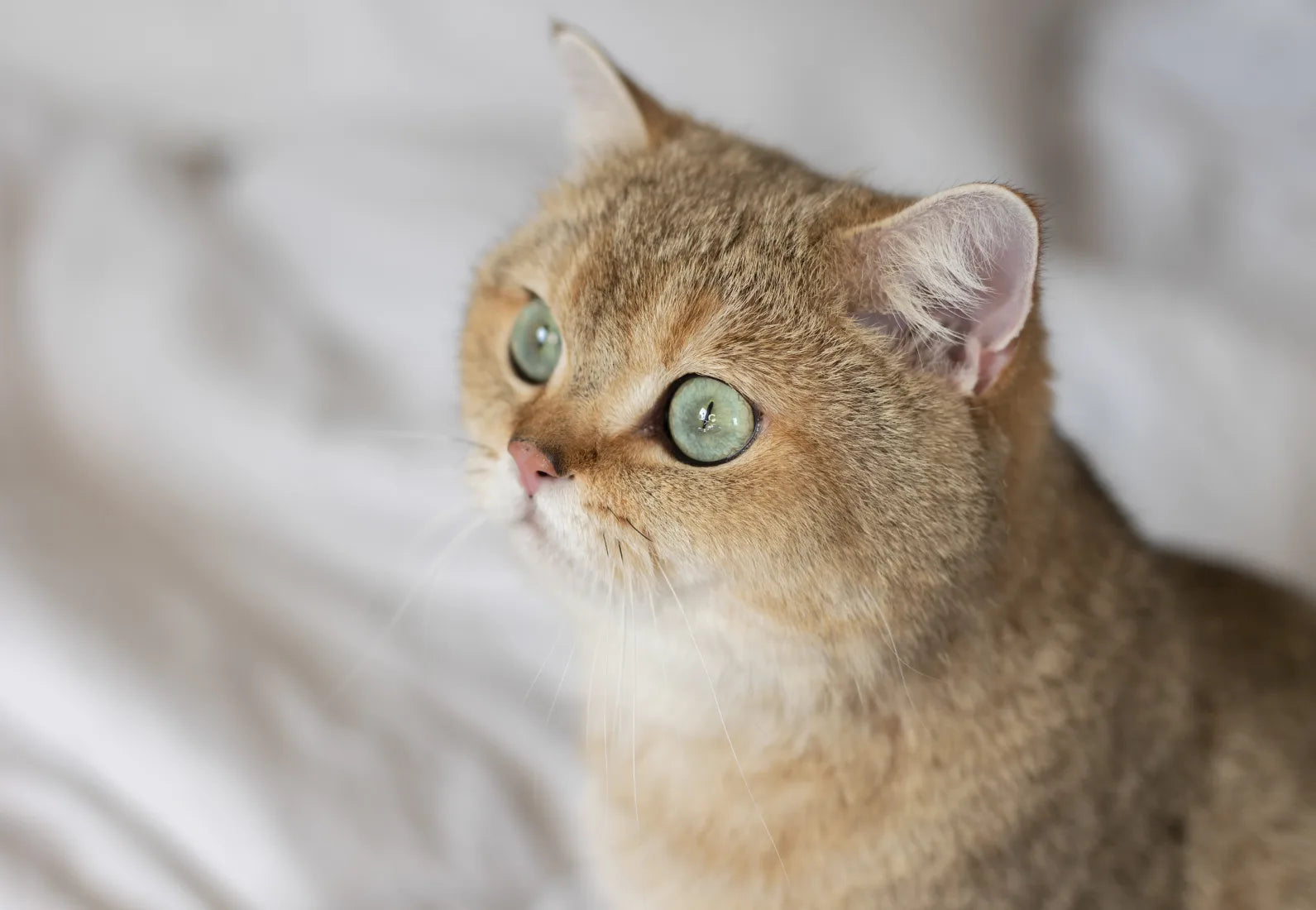 Kısırlaştırılmış Kedilere Özel Kedi Maması