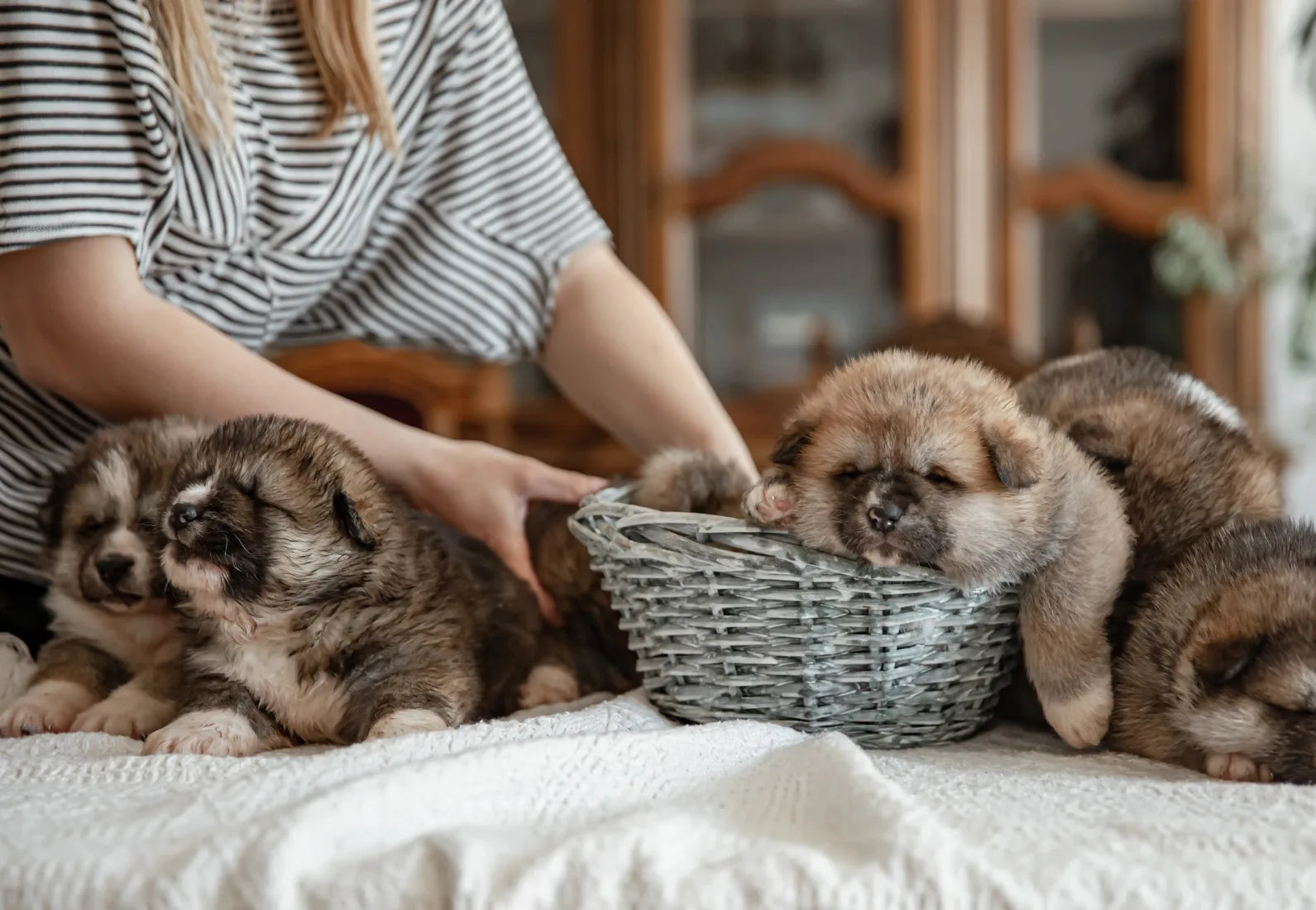 Yavru Köpeklere Özel Köpek Maması