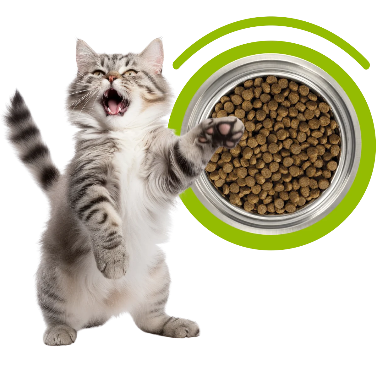 Adios mamasını uzanan kedi