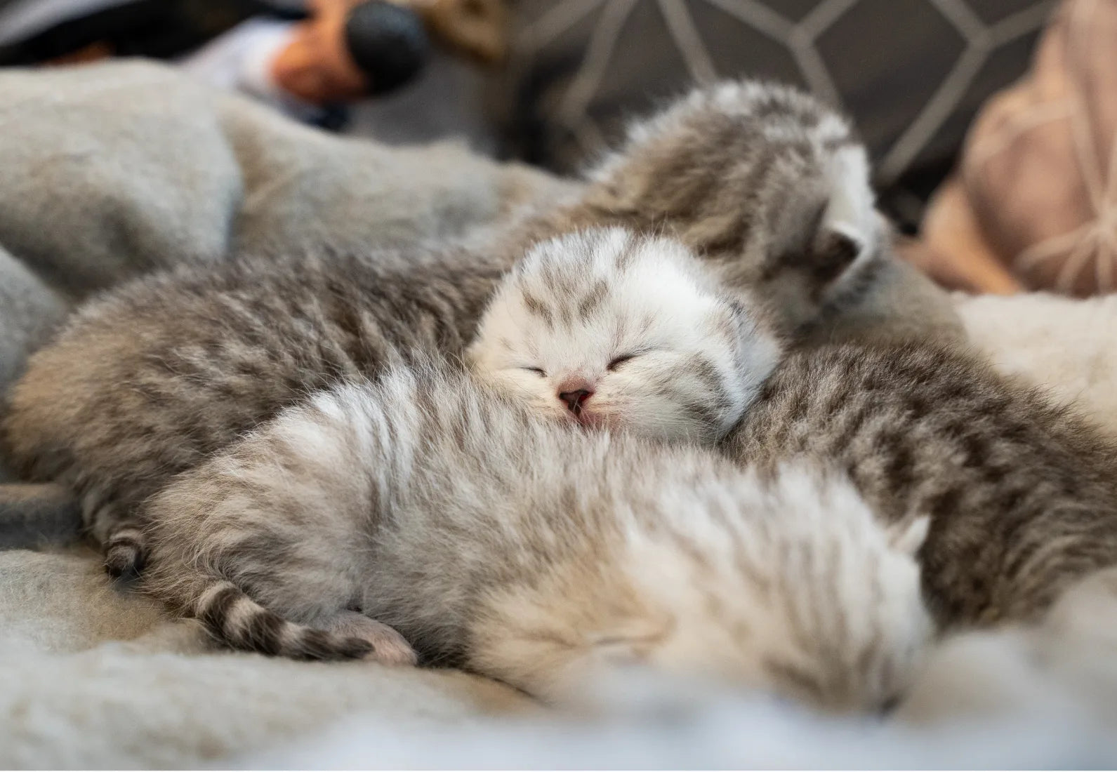 Yavru Kedilere Özel Kedi Maması