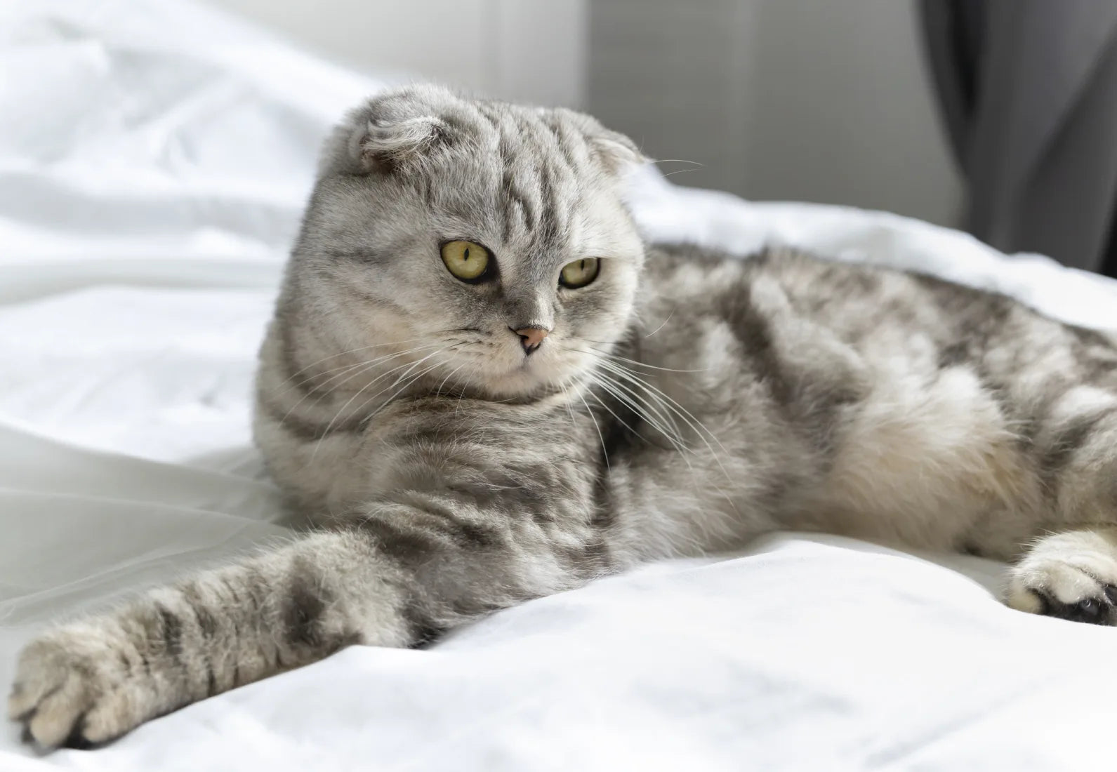 Yetişkin Kedilere Özel Kedi Maması