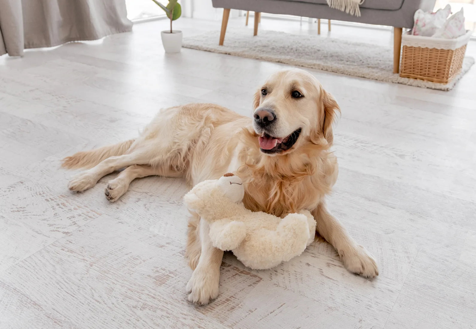 Yetişkin Köpeklere Özel Köpek Maması