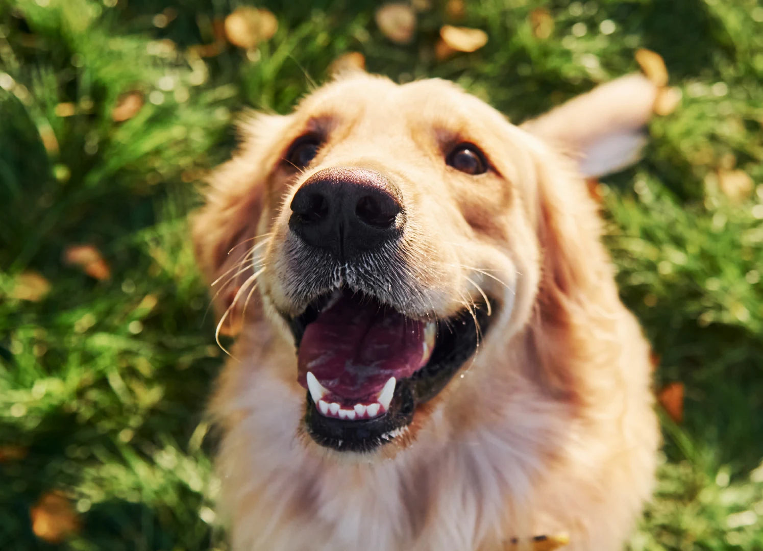 Maskot Köpek Maması