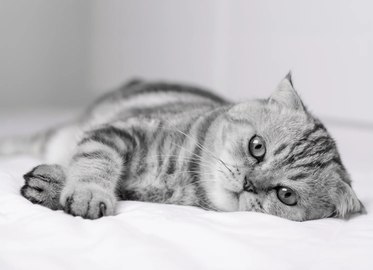 Meuw Kedi Maması